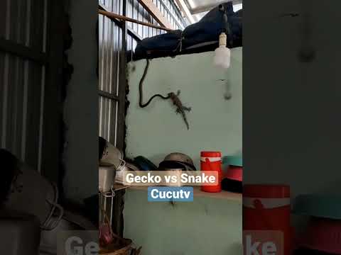 Con tắc kè và Rắn #shorts #badut #tắc_kè #tokek #bebek #gecko #iguana #kucing #ikan #ondel #sapi