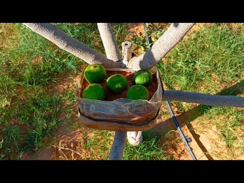 طريقة جديدة في تلقيح ثمار التين🌳✅ A new method for pollinating fig fruits