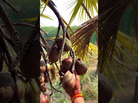 Not Amazon! This African Desert Fruit Is Incredible🌴#shorts #trending #AfricanFruit #DoumPalm #fruit