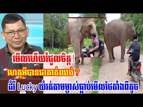 Mr.Meas rithy talking about lucky elephant and Try sitheng