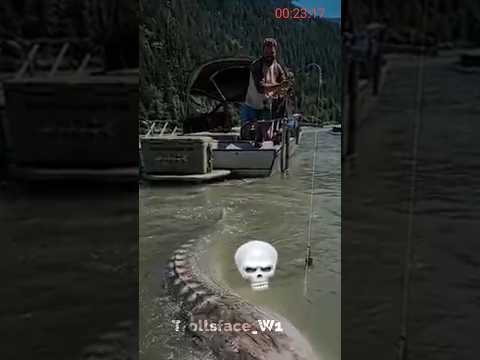 you are not afraid of animals #shorts #ytshorts #animals #animalshorts #shark #explore