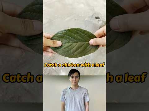 Catch Chicken with a Leaf #chicken #catchchicks #culturalheritage #learnchinese #ancientwisdom