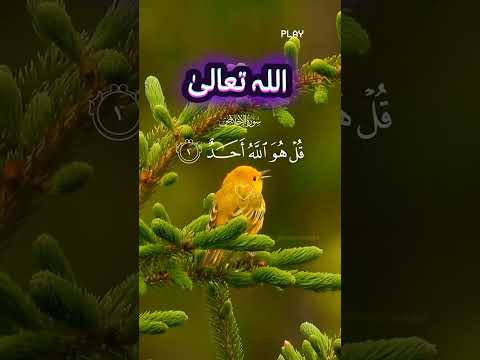 کہہ دو: وہ اللہ ہے، ایک ہے۔ #islamicvideo #shortvideo #shortsfeed #quotes #shorts