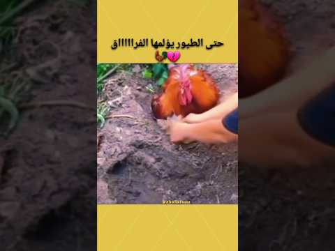 حتى الطيور يؤلمها الفراااق💔🐓
