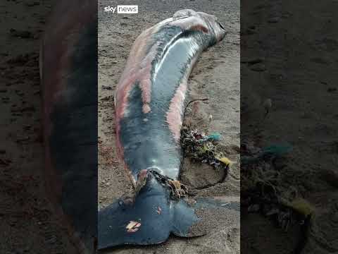 Why post-mortems are being done on porpoises