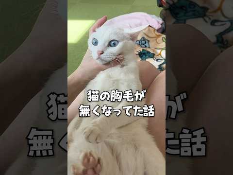 いつの間にか猫の胸毛が無くなってました #shorts