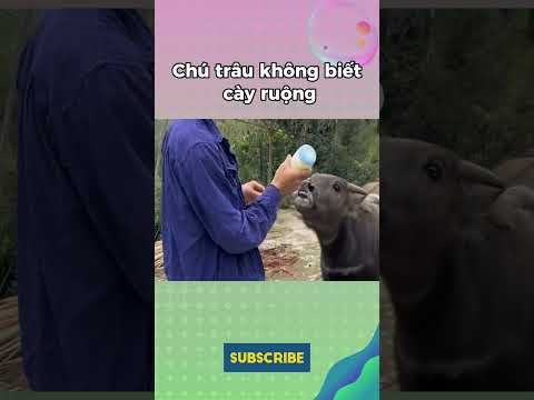 Chú trâu không biết cày ruộng #shorts #meokechuyen