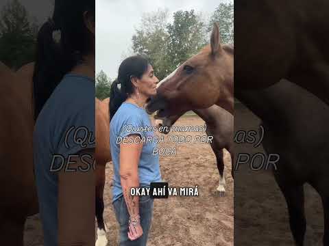 Escaneo de toro #sanacion #caballos #constelacionesfamiliares