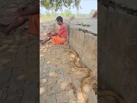 ये मजदूर पेड़ के नीचे आराम कर रहा था तभी जो हुआ #youtubeshorts