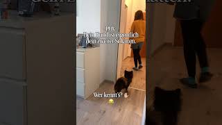 POV: Dein Hund ist eigentlich dein zweiter Schatten.