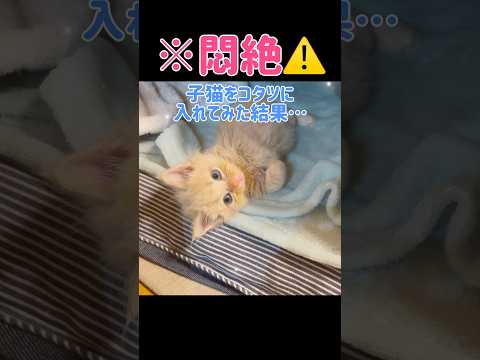 【悶絶⚠️】子猫をコタツに入れてみた結果…