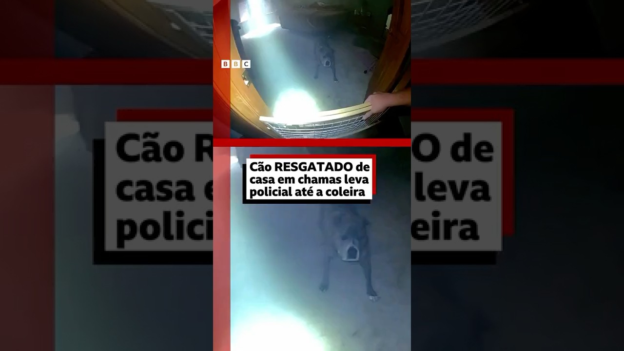 Vamos sair sim mas primeiro pega a minha coleira🦮🥰