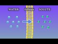 Exploring Osmosis Through Animation and Experiments