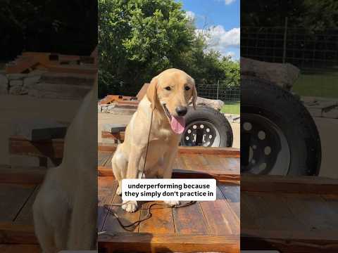 Do Hard Stuff with Your Dogs If You Want Them to be Reliable #dogtraining #labradorretriever