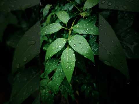 Nature Lover 💖 #nature #shortsfeed #naturelover #shorts