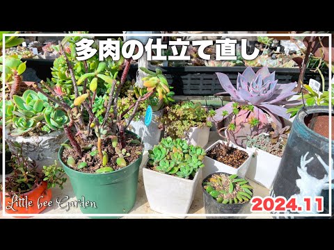 【多肉植物】ミニベルの仕立て直し【ガーデニング】