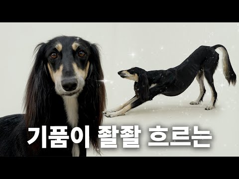 신이라 불리는 강아지. 이집트 벽화에도 존재함ㄷㄷ | 견종백과 살루키편