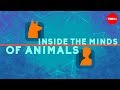 Understanding Animal Intelligence and Consciousness
