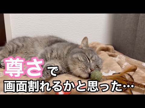 猫の動画サムネイル - 酔ってトロン…短足猫のとろけ顔に全視聴者きゅん死不可避...