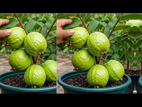 Grow Guava Faster with This Simple Method  #guava #fruittree