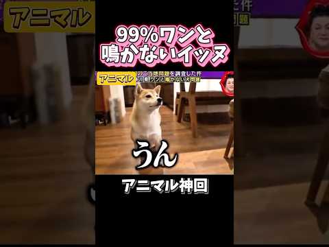 【神回】99%ワンと鳴かないイッヌがヤバイ#犬#猫