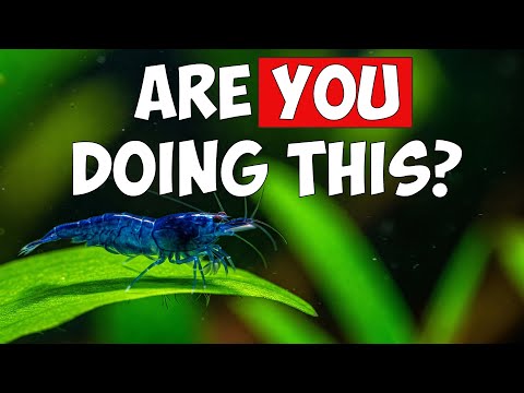 10 Shrimp Keeping Mistakes You Need To Stop Making For AMAZING shrimp food, head to 
https_//ShrimpKeeper.co.uk (UK)

or 

https_//www.etsy.com/ca/shop