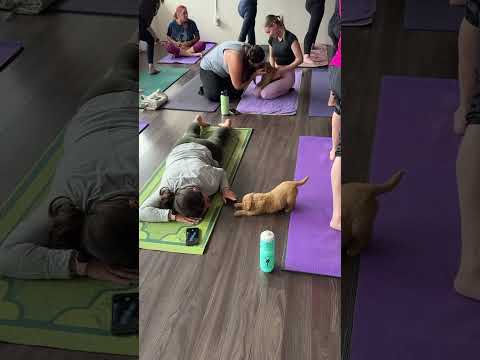 Golden retriever puppy nails downward dog and adds the cutest wave #PuppyYoga #GoldenRetriever