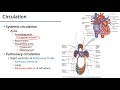 Pulmonary and Systemic Circulation Concepts