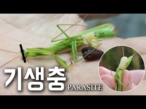 상상도 못한게 나오는데...<strong>시청</strong> 주의하세요