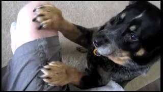 Dogs Saying Grace Before Meals.mp4