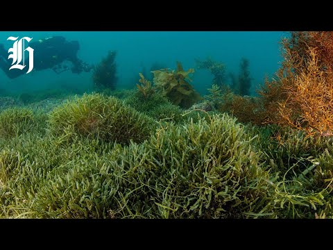YouTube video thumbnail: Marine Crisis at Aotea: Scientist Calls for Emergency Response