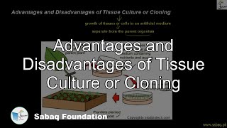 Advantages and Disadvantages of Tissue Culture or Cloning