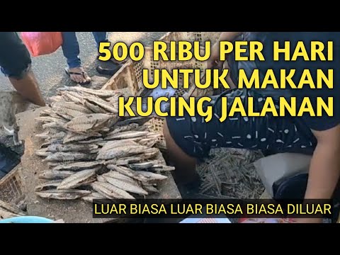 LUAR BIASA BAPAK INI SETIAP HARI BELI IKAN HINGGA 500 RIBUAN UNTUK KASIH MAKAN KUCING JALANAN