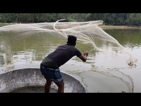 Fisherman Catch Lots of fish By Cast Net🐟🐟Throw Net Fishing in Pond #fishing