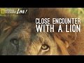 Bob Poole's Encounter with a Lion