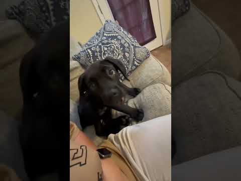 #funnydogs#cute#doglover#doglife#cure#dogshorts#pet#doglife#dogshorts#funnyanimals