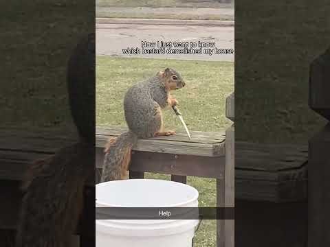 Funny squirrel🐿️🐿️#squirrel #squirrels #fyp #funny #funnyanimals #funnyvideo #cute
