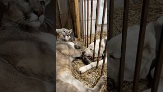 Puma Braige is shocked by Löffer's audacity) #animals #braige #cat #bigcat #shorts