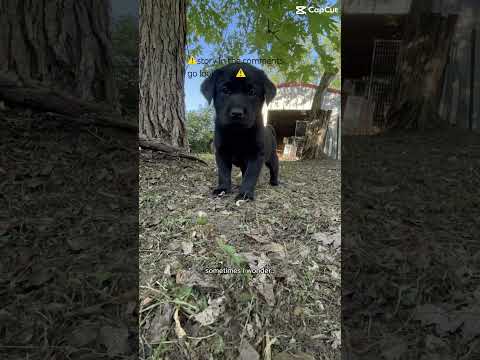 Not my horses but look in the comments for a story time #farrier #horsecommunity standardbred