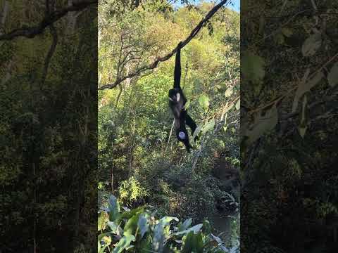 #gibbon #wildanimals #gibbons #monkey #wildlife