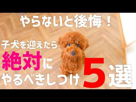 【犬のしつけ】子犬を迎えたら絶対に教えておきたい5つのしつけ