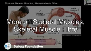More on Skeletal Muscles, Skeletal Muscle Fibre