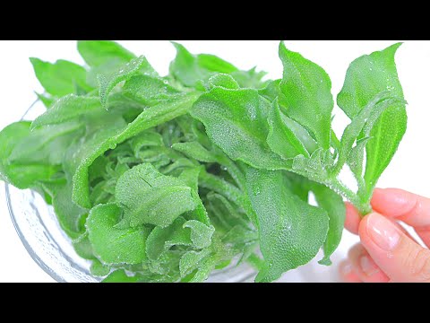 【咀嚼音】アイスプラント Ice Plant Eating Sounds No Talking【ASMR】