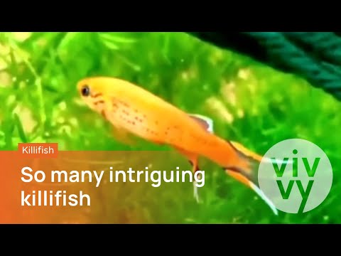 KILLIFISH: Ornate KILLIFISH are peaceful top-dwell With their brilliant colors and extravagant markings, killifish and topminnows are the darlings of s