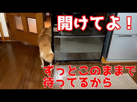 柴犬ハナ「開けてよ」飼い主「鼻でちょいっとすれば開けられるじゃん」