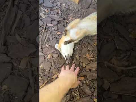 Emmy The Friendly Fox