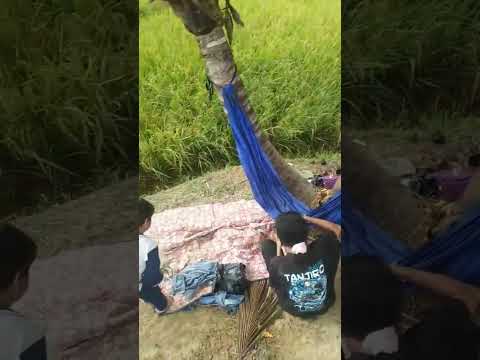 nyawah dei lur #nature #panen #shorts