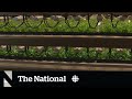 Vertical Farming and Urban Agriculture