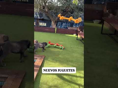 Estrenamos nuevos juguetes hoy