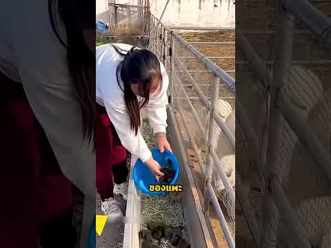 ทำไมชาวจีนจึงเอากระรอกใส่คอกแพะ
